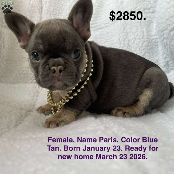 Paris, French Bulldog Puppy