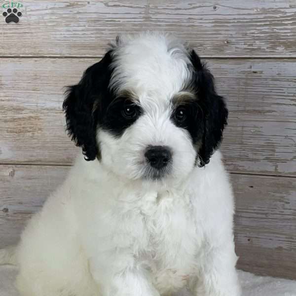 Patch, Mini Bernedoodle Puppy