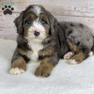 Iris, Mini Bernedoodle Puppy