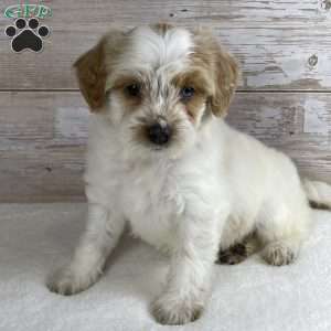 Violet, Mini Bernedoodle Puppy