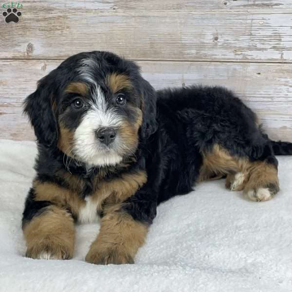 Maggie, Mini Bernedoodle Puppy
