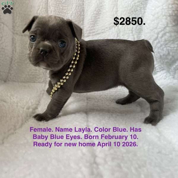 Layla, French Bulldog Puppy
