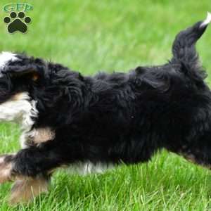 Tulip, Mini Bernedoodle Puppy