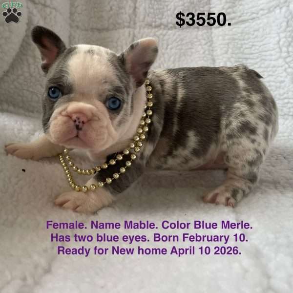 Mable, French Bulldog Puppy