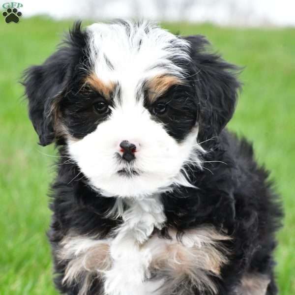 Tulip, Mini Bernedoodle Puppy