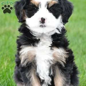 Tulip, Mini Bernedoodle Puppy