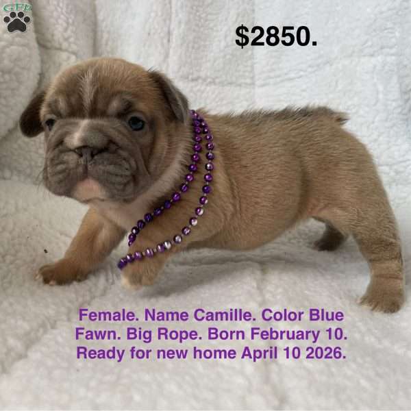 Camille, French Bulldog Puppy