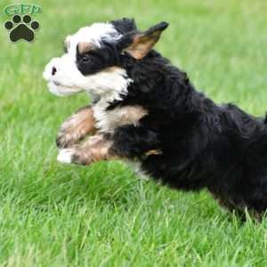 Tulip, Mini Bernedoodle Puppy