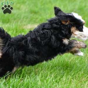 Tulip, Mini Bernedoodle Puppy