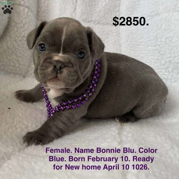 Bonnie Blu, French Bulldog Puppy