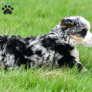 Blossom, Mini Bernedoodle Puppy