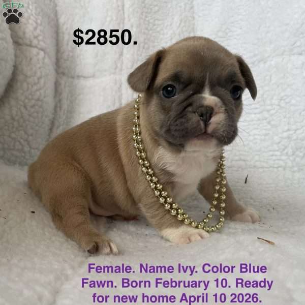 Ivy, French Bulldog Puppy