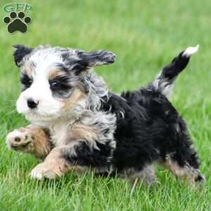 Blossom, Mini Bernedoodle Puppy