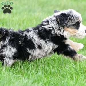 Blossom, Mini Bernedoodle Puppy