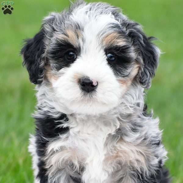 Blossom, Mini Bernedoodle Puppy