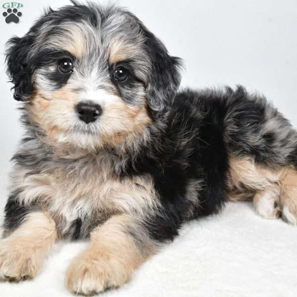 April, Mini Bernedoodle Puppy