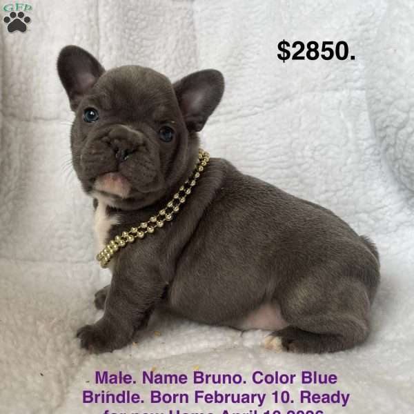Bruno, French Bulldog Puppy