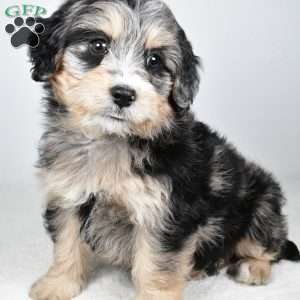 April, Mini Bernedoodle Puppy