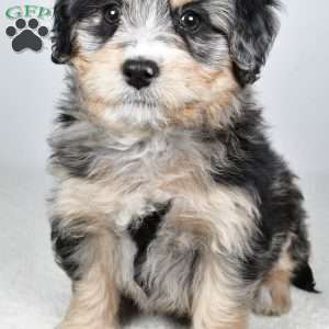 April, Mini Bernedoodle Puppy