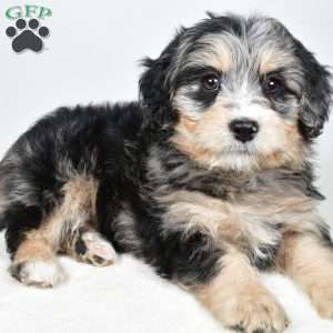 April, Mini Bernedoodle Puppy