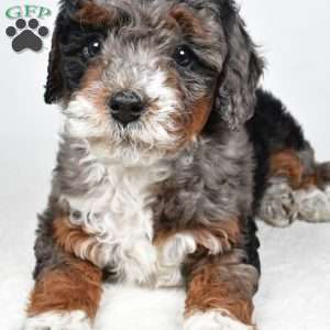 Gracie, Mini Bernedoodle Puppy