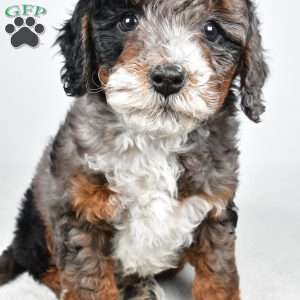 Gracie, Mini Bernedoodle Puppy