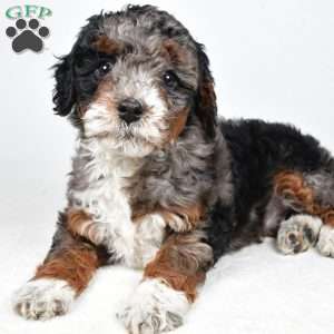 Gracie, Mini Bernedoodle Puppy