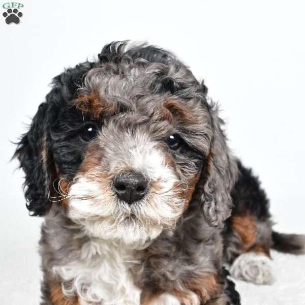Gracie, Mini Bernedoodle Puppy