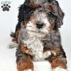 Gracie, Mini Bernedoodle Puppy