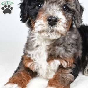 Gracie, Mini Bernedoodle Puppy