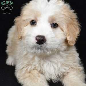 Willow, Mini Bernedoodle Puppy