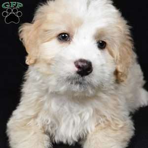 Willow, Mini Bernedoodle Puppy