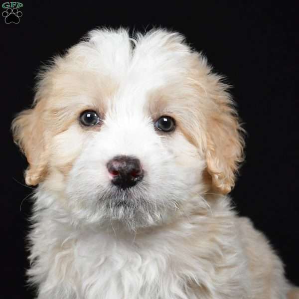 Willow, Mini Bernedoodle Puppy