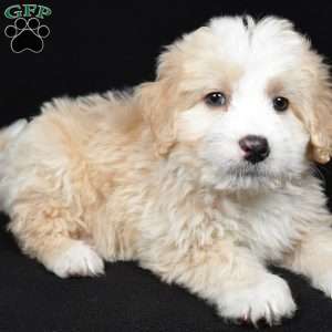 Willow, Mini Bernedoodle Puppy