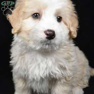 Willow, Mini Bernedoodle Puppy