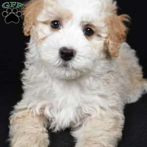 Reese, Mini Bernedoodle Puppy