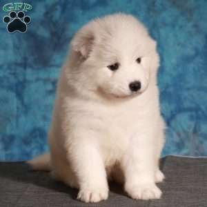Adria, Samoyed Puppy