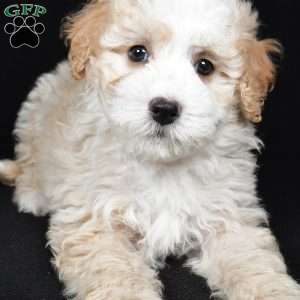 Reese, Mini Bernedoodle Puppy