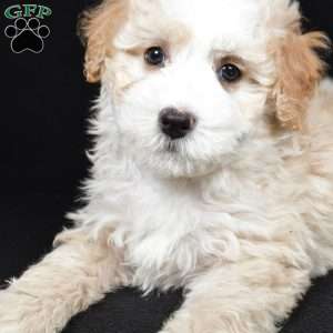 Reese, Mini Bernedoodle Puppy