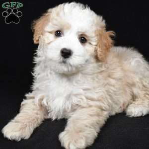 Reese, Mini Bernedoodle Puppy