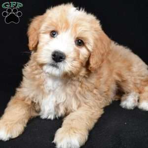 Hunter, Mini Bernedoodle Puppy