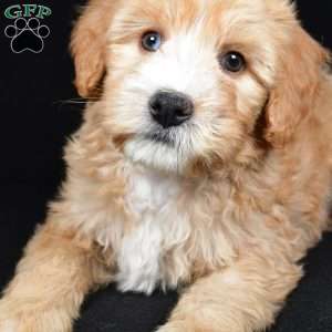 Hunter, Mini Bernedoodle Puppy