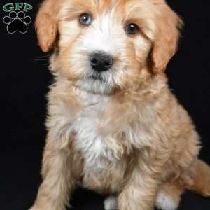 Hunter, Mini Bernedoodle Puppy