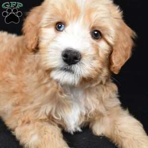 Hunter, Mini Bernedoodle Puppy