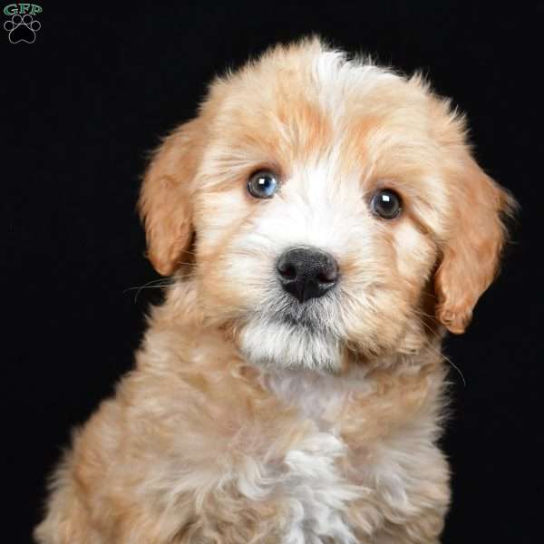 Hunter, Mini Bernedoodle Puppy
