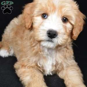 Hunter, Mini Bernedoodle Puppy