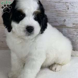 Patch, Mini Bernedoodle Puppy