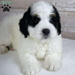 Patch, Mini Bernedoodle Puppy
