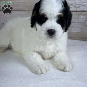 Patch, Mini Bernedoodle Puppy