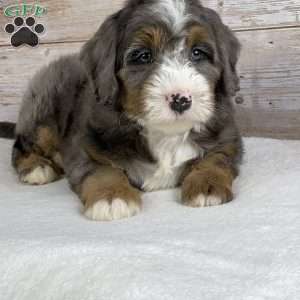 Iris, Mini Bernedoodle Puppy